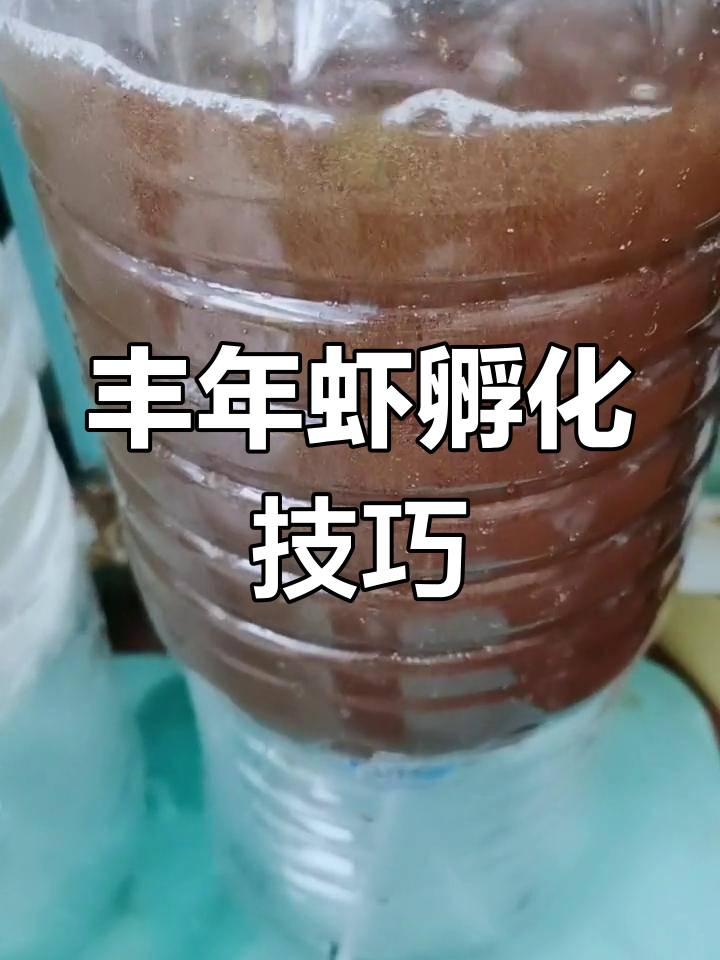 孵化丰年虾,掌握最佳水温与时间,幼鱼营养满满!