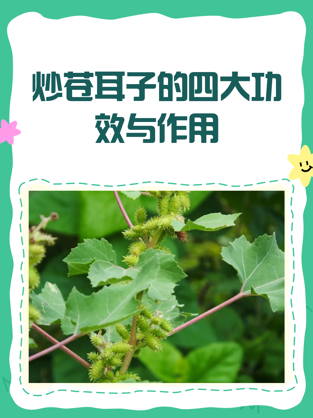 炒苍耳子,散寒通窍的神奇小草药!