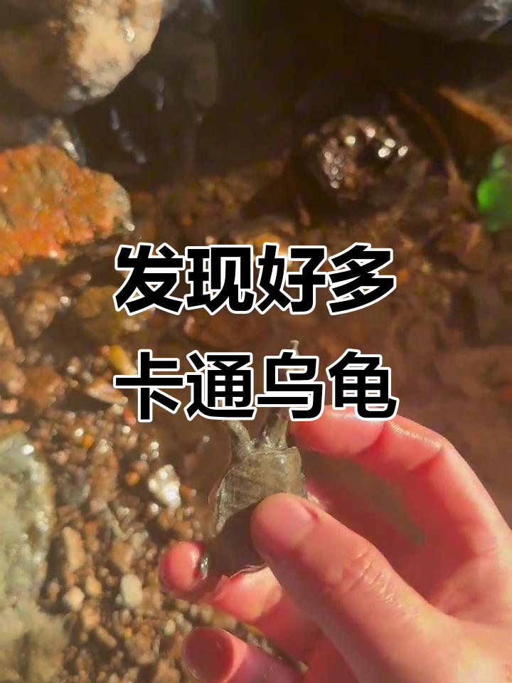 小河边的卡通乌龟大冒险,竟然抓到这么多!