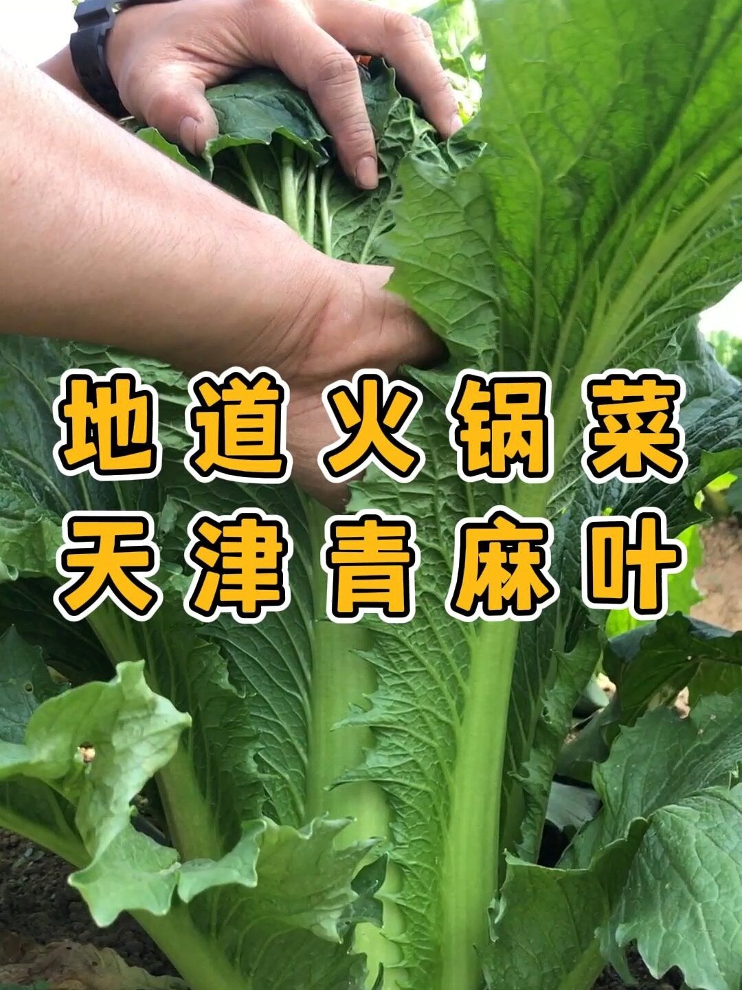 长条形的大白菜你种过吗?涮火锅超好吃