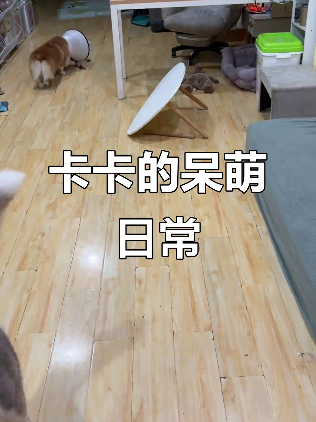 傻狗日常:卡卡的吃睡与骂人时刻,直播间的搞笑生活