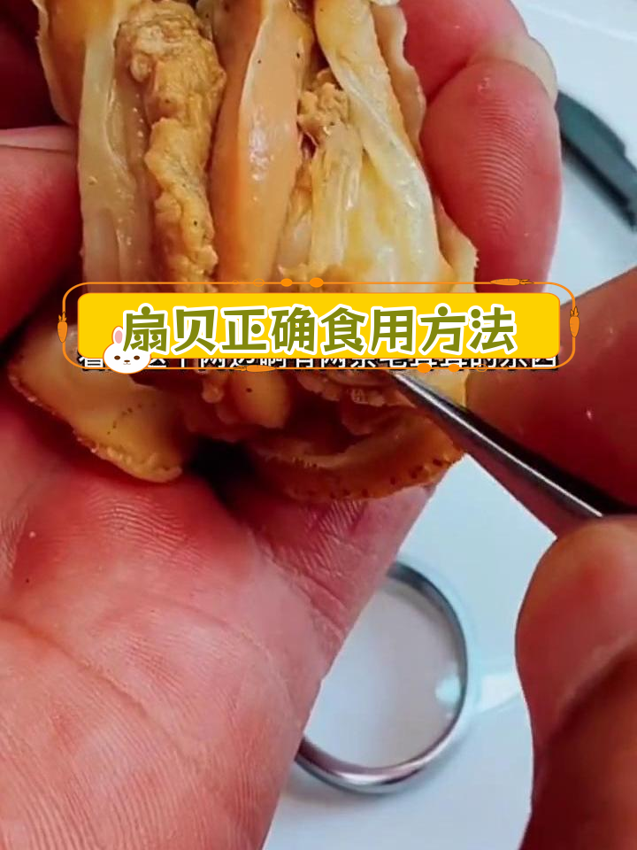 扇贝吃法全解析,哪些部位不能吃