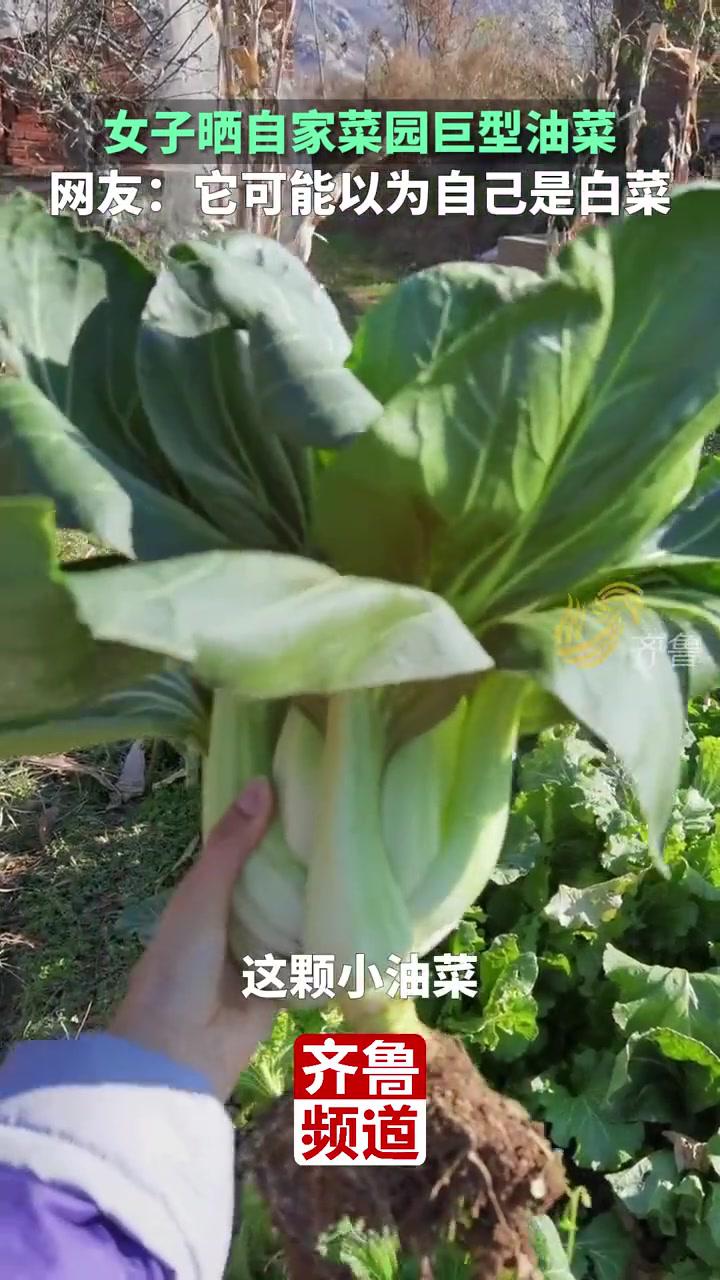 11月25日(采访),山东烟台。油菜白菜傻傻分不清,女子晒自家菜园里长出巨型油菜 菜园风光