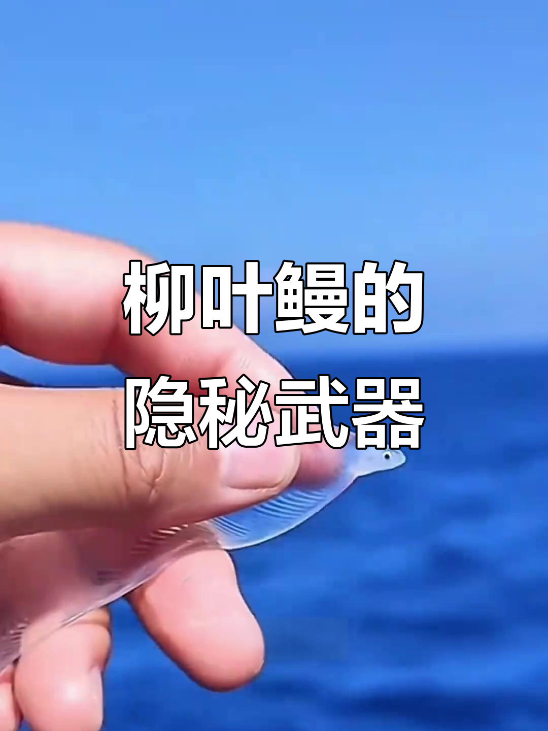 柳叶鳗的透明防身术:如何用“玻璃”皮肤躲避捕食者