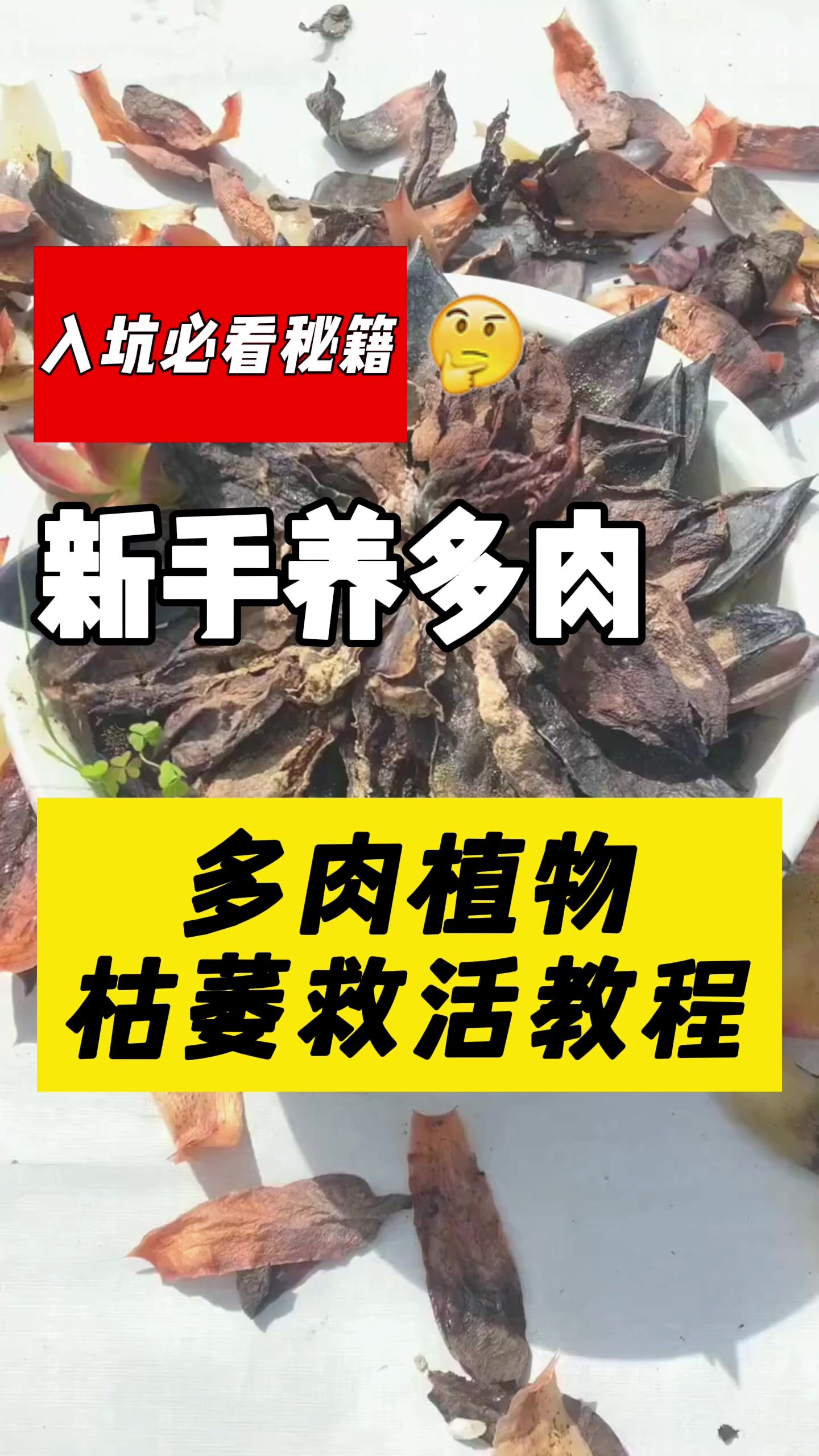多肉植物枯萎用它一招解决