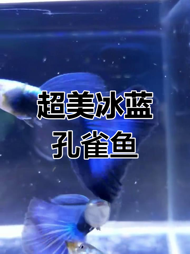 冰蓝孔雀鱼:美丽与繁殖力并存