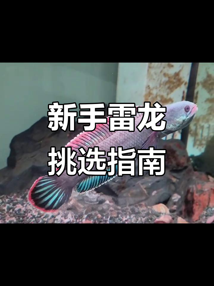 雷龙鱼入门推荐,适合新手饲养的品种