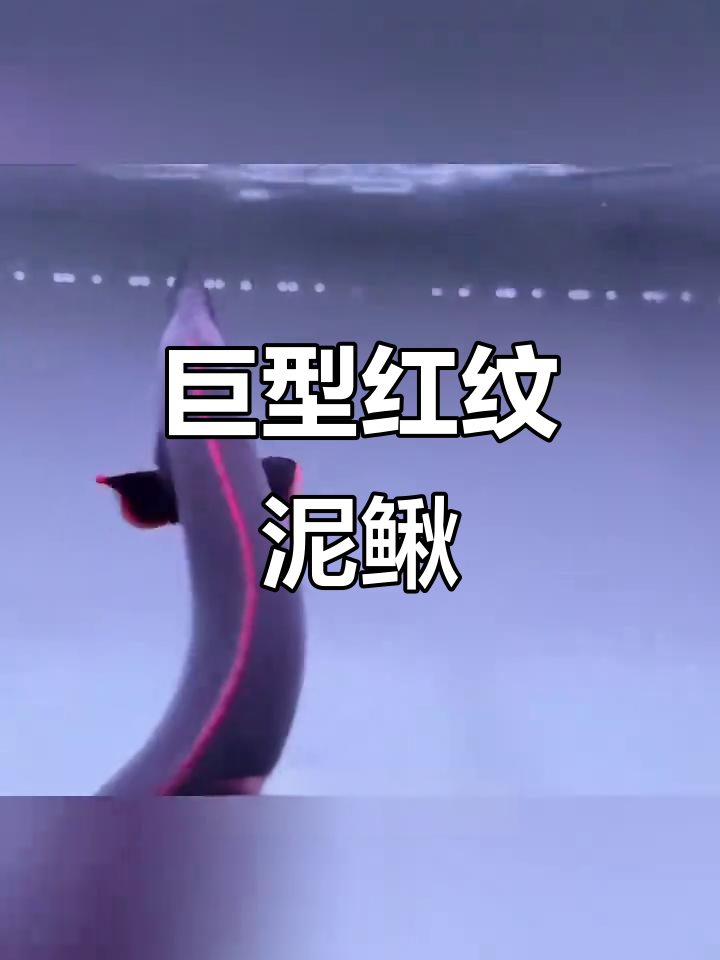 一米长红纹刺鳅:温顺夜行观赏鱼,轻松饲养