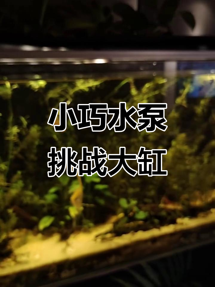 1米鱼缸水泵超迷你，鸡食槽搭配2瓦过滤能撑多久？