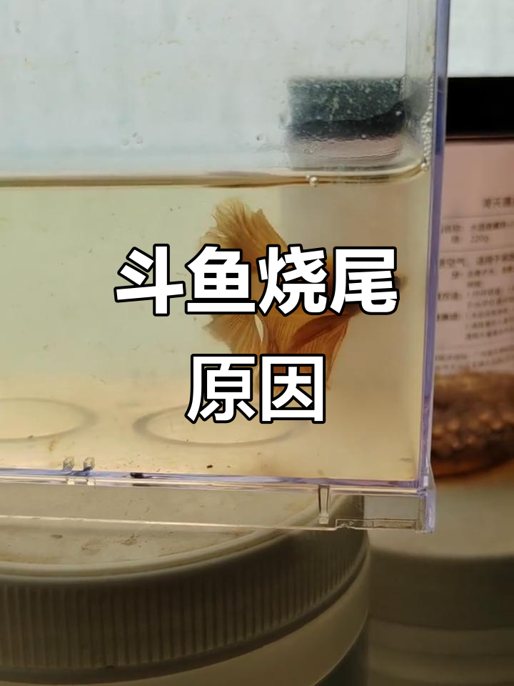 斗鱼烧尾现象揭秘,竟是这种原因导致!