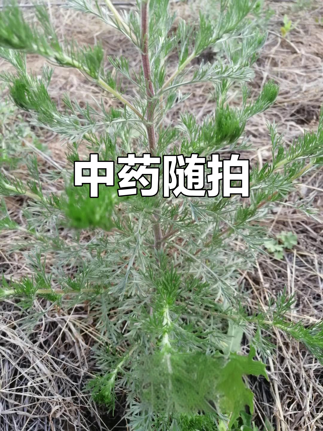 山中草药大揭秘,随手拍照记录神奇植物