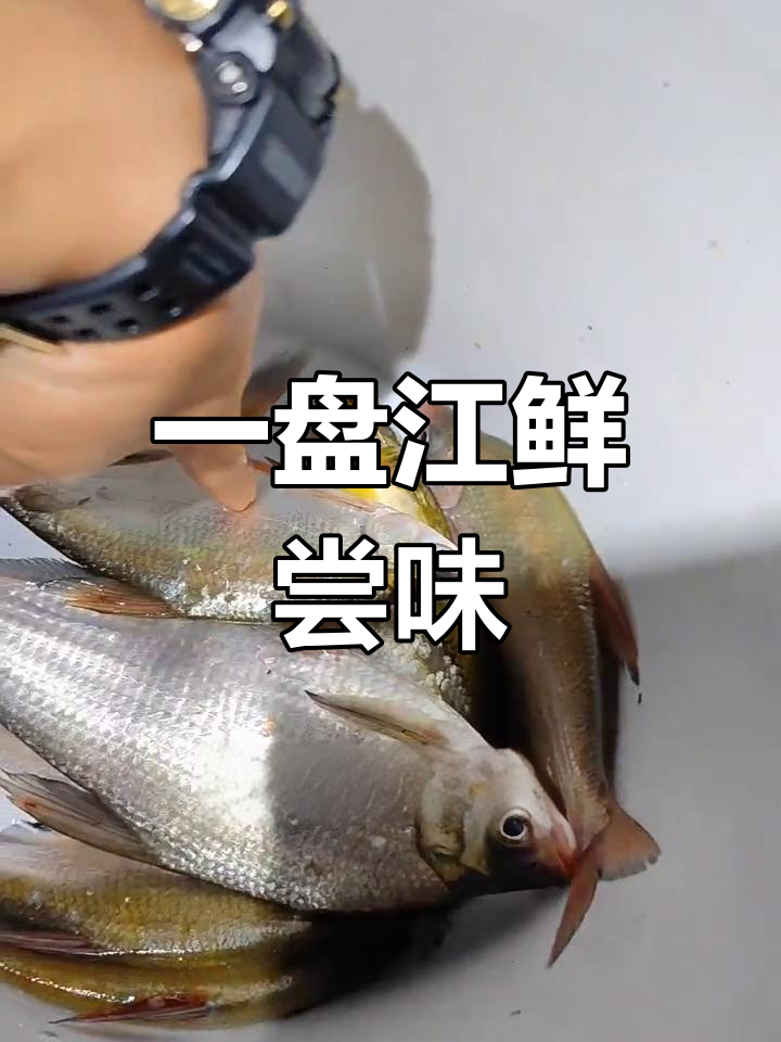 江鲜大餐,扁鱼钓得真多
