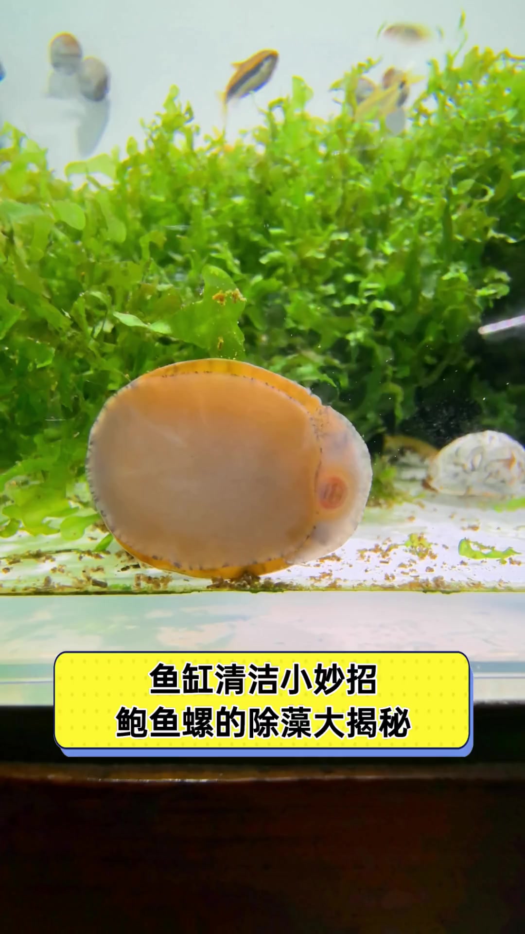 鱼缸清洁小妙招,鲍鱼螺的除藻大揭秘