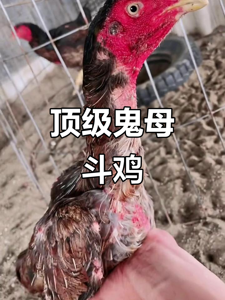 越南斗鸡极品鬼母，实力超乎想象！