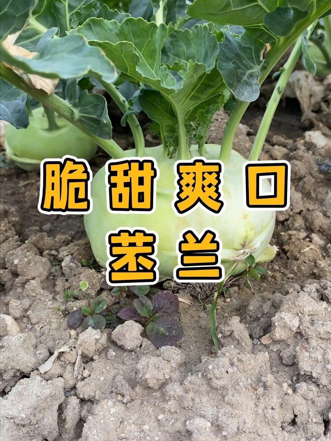 脆甜爽口的苤兰,地道的南方蔬菜!