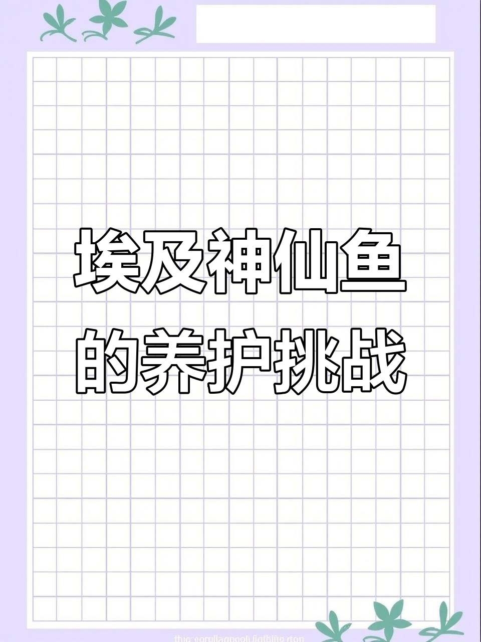 埃及神仙鱼:神秘南美珍宝,养殖难度大但魅力十足