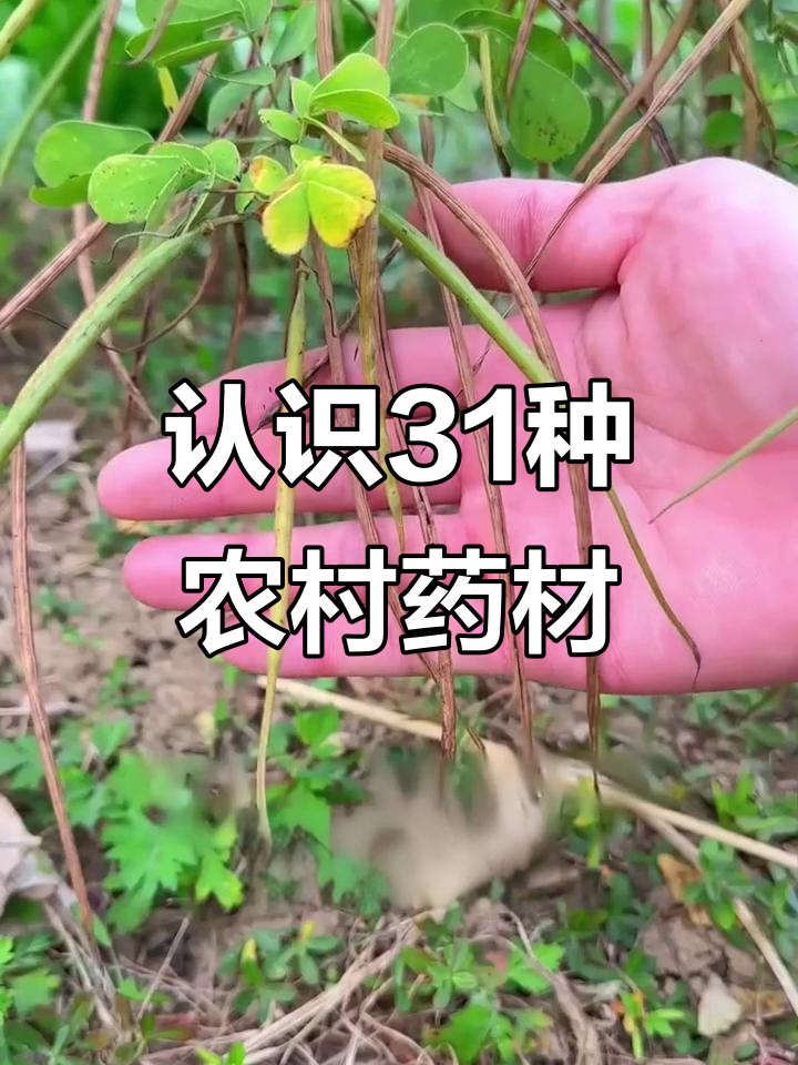31种常见农村中草药,了解它们的功效与作用