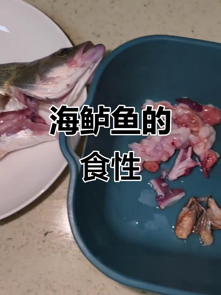 海鲈鱼偏爱虾类,岸边食堂大揭秘