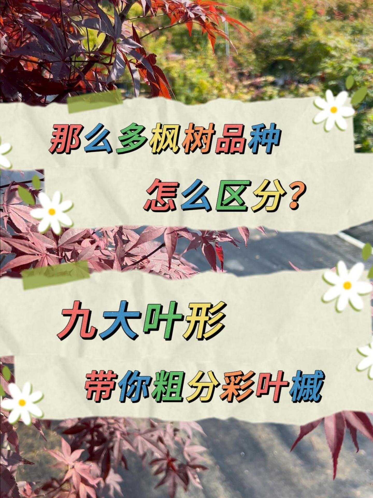 枫树品种怎么区分?九大叶形带你粗分彩叶槭