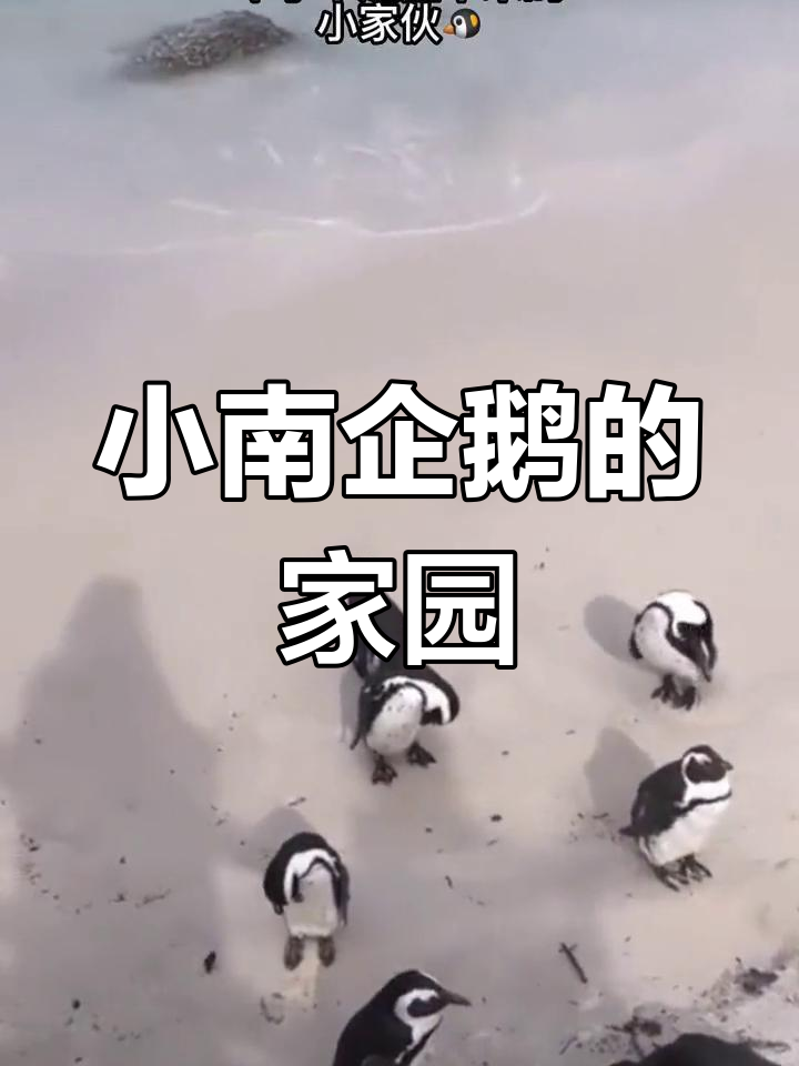 澳大利亚菲利普岛的小蓝企鹅奇观