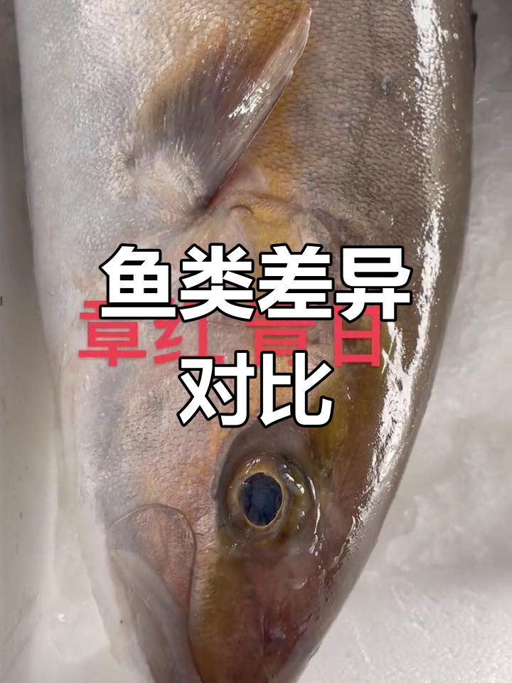 章红鱼肉质鲜美,腥味轻;油甘鱼肉稍差,味道较浓