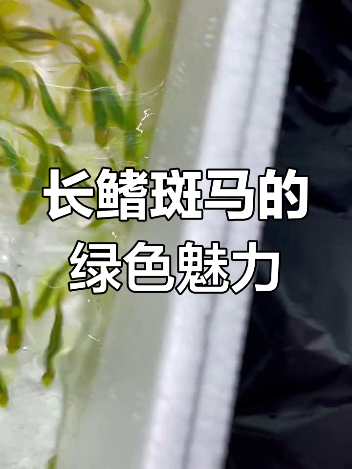 绿到发光的斑马鱼,长鳍惊艳全场