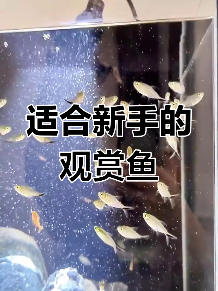 新手养鱼必看!五种最适合的入门品种推荐