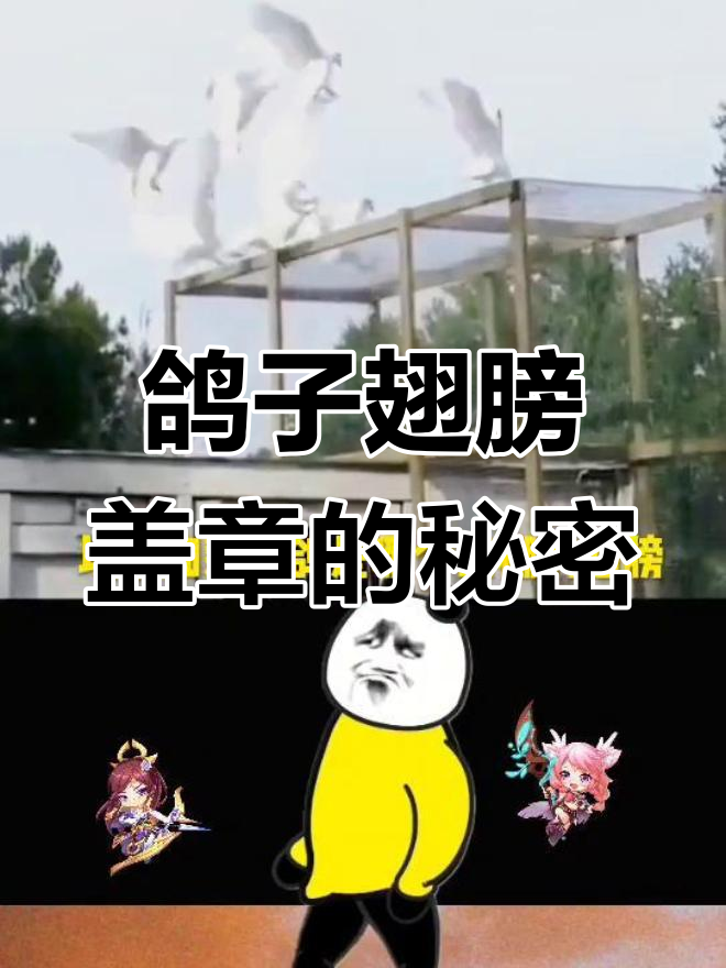 鸽子翅膀上的印章到底有什么作用?揭秘信鸽比赛的防伪技巧