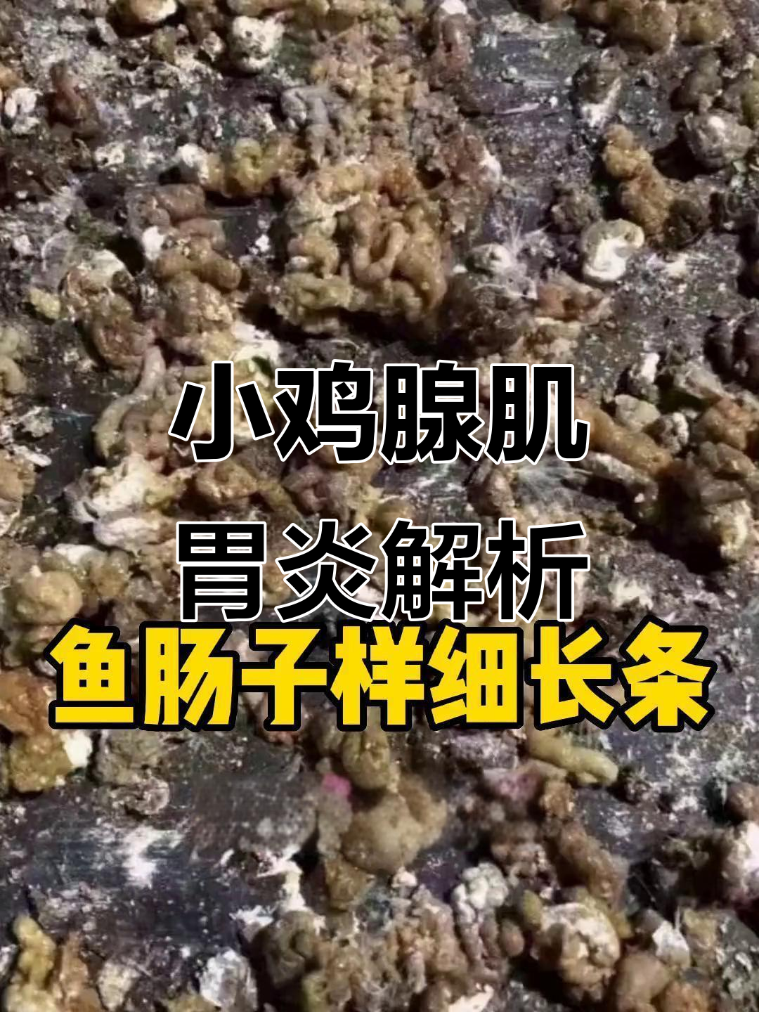 散养土鸡常见腺肌胃炎症状,如何判断与防治