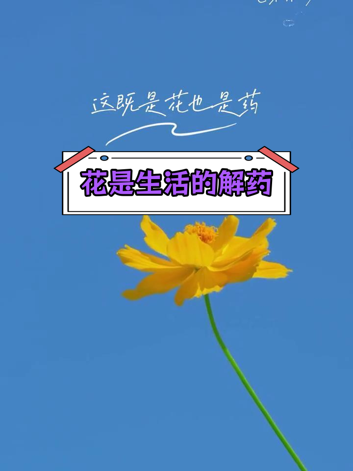 鲜花治愈心灵,生活因花而美好
