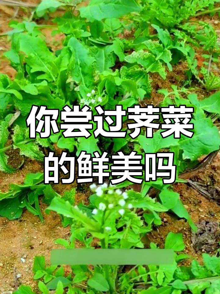 荠菜:春天的美味野菜,你吃过吗?