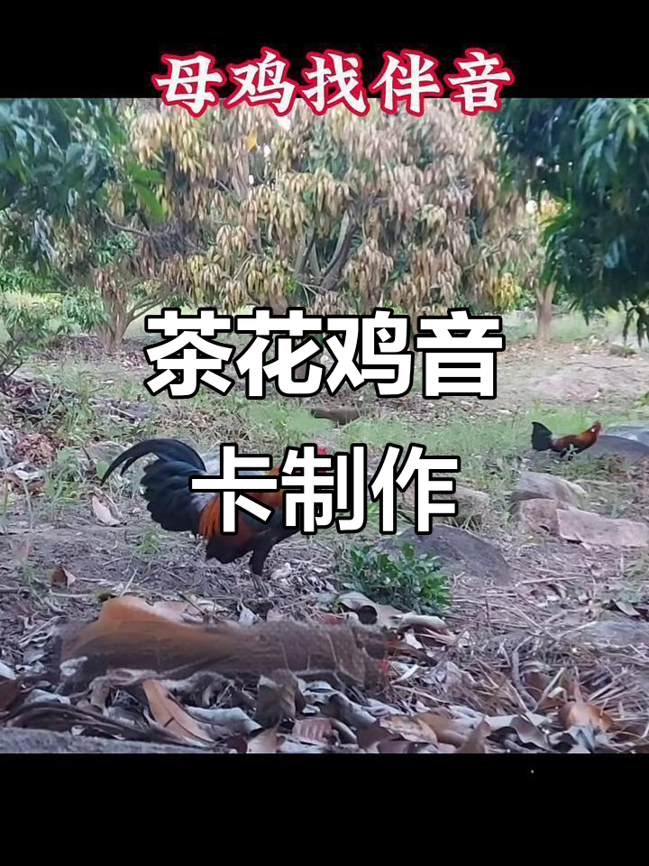 茶花鸡原声大揭秘,听听它们的独特叫声