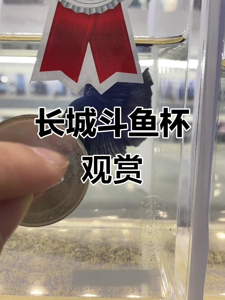 长城斗鱼杯浅赏:糖果、巨豆将军与双尾半月精彩对比