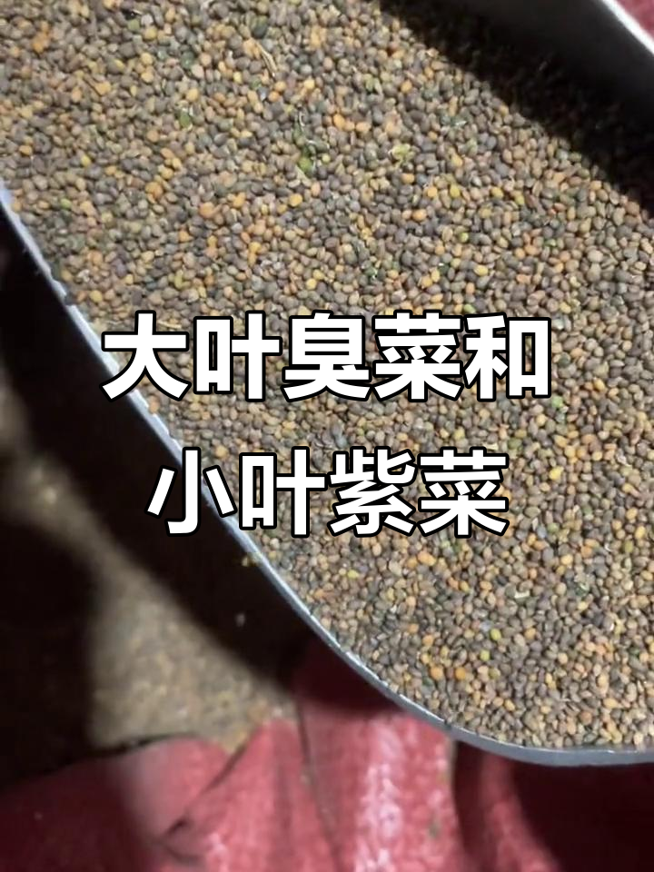 东北特产大叶臭菜与小叶紫菜的对比,营养丰富,蘸酱凉拌都美味