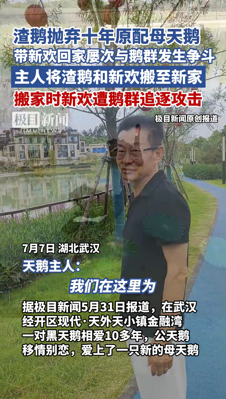 渣鹅抛弃十年原配母天鹅,带新欢回家屡次与鹅群发生争斗