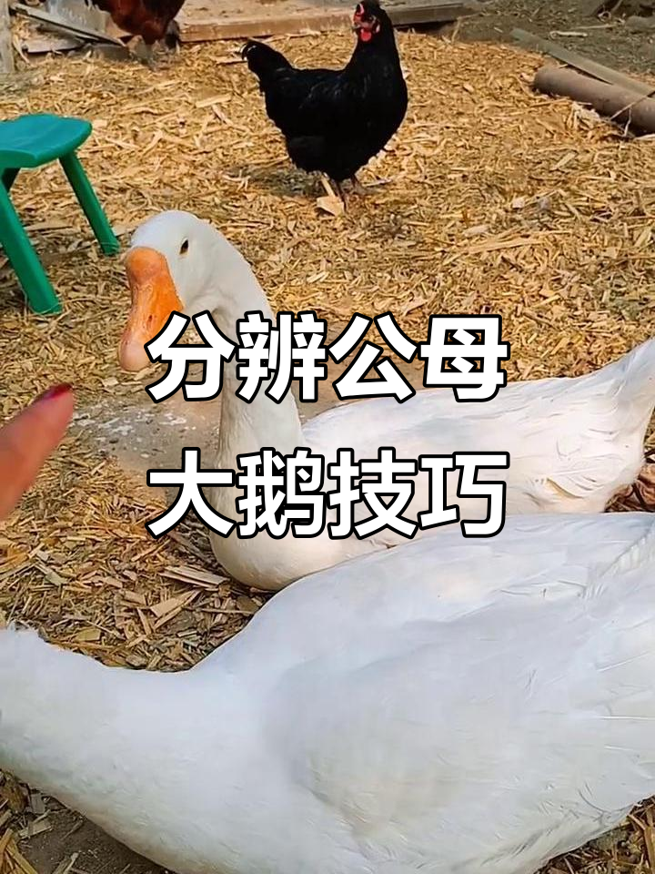 公母大鹅怎么区分？看脖子和体型就能搞定