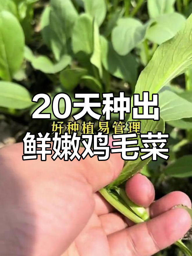鸡毛菜:快速种植,轻松收获