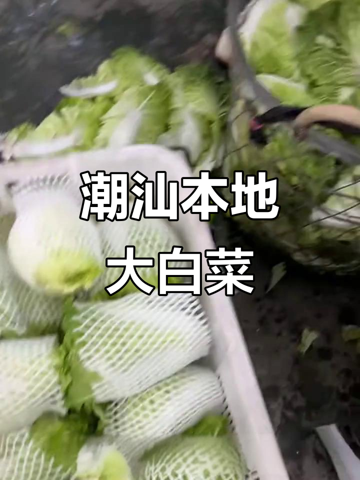 新鲜潮汕大白菜,原产地直供美味蔬菜
