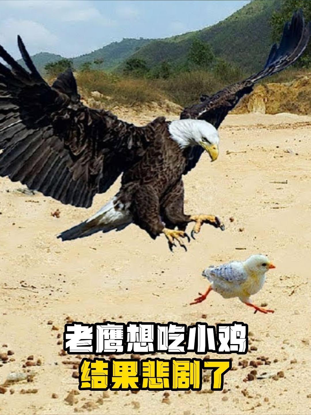 老鹰想吃小鸡,结果悲剧了!