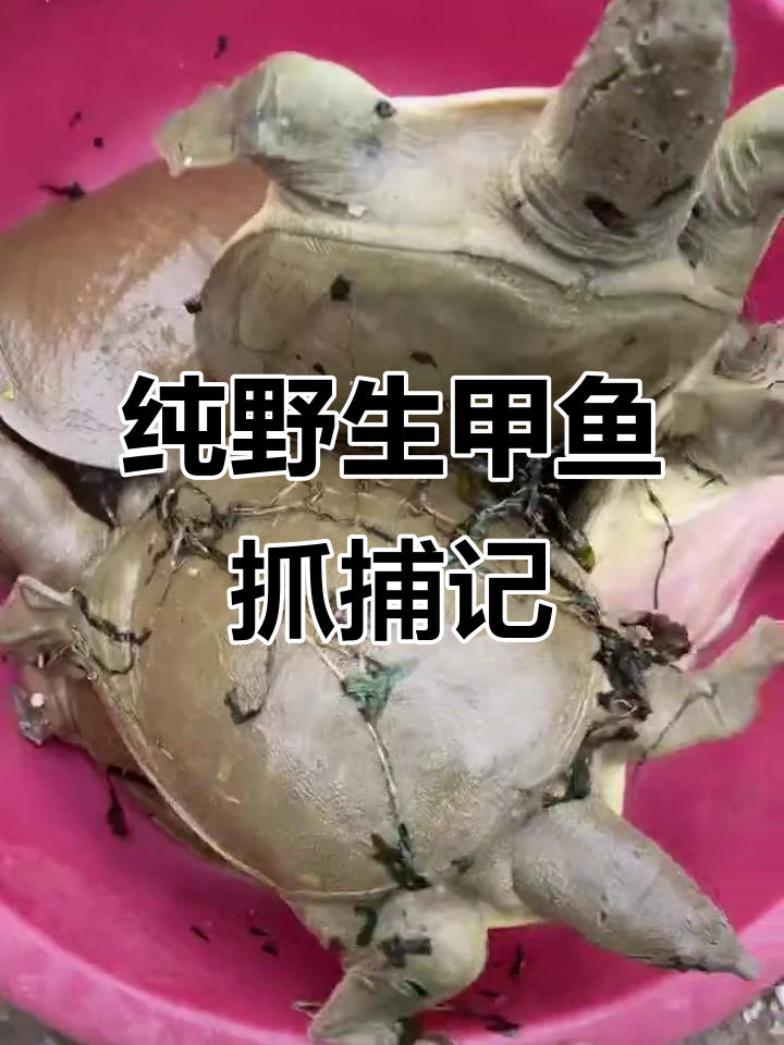 淮河野生甲鱼大丰收，7只大小不一，爱吃鱼的快来留言！