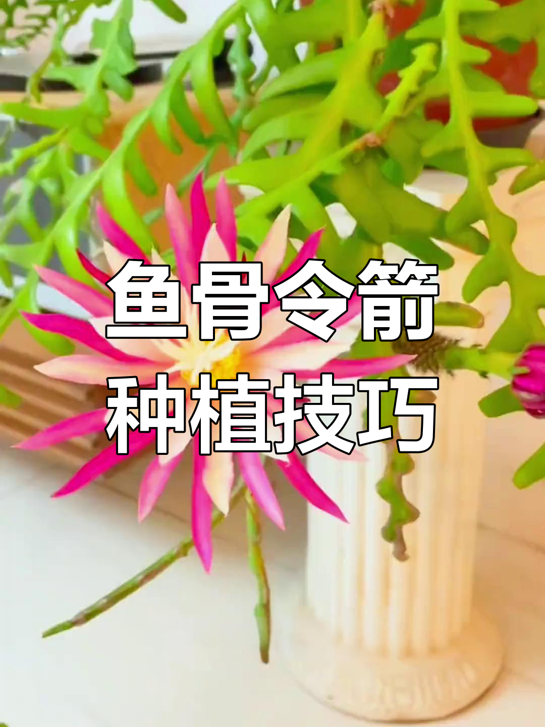 鱼骨令箭这样种,开花又好看!