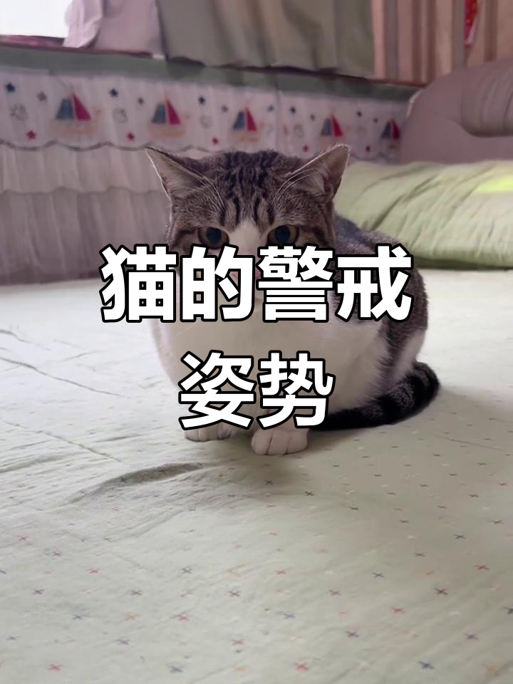 猫咪母鸡蹲不一定是生病,可能是警惕状态