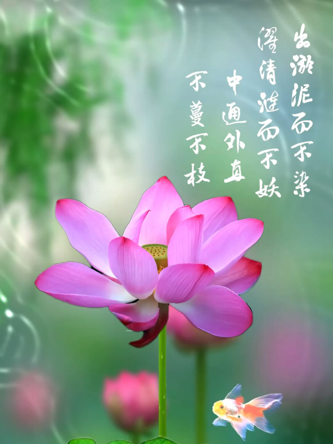 荷花动态壁纸