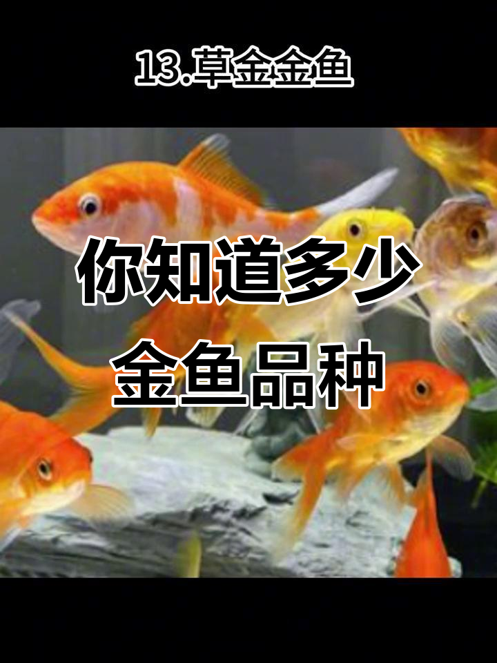 金鱼品种大揭秘，这些你都知道吗？