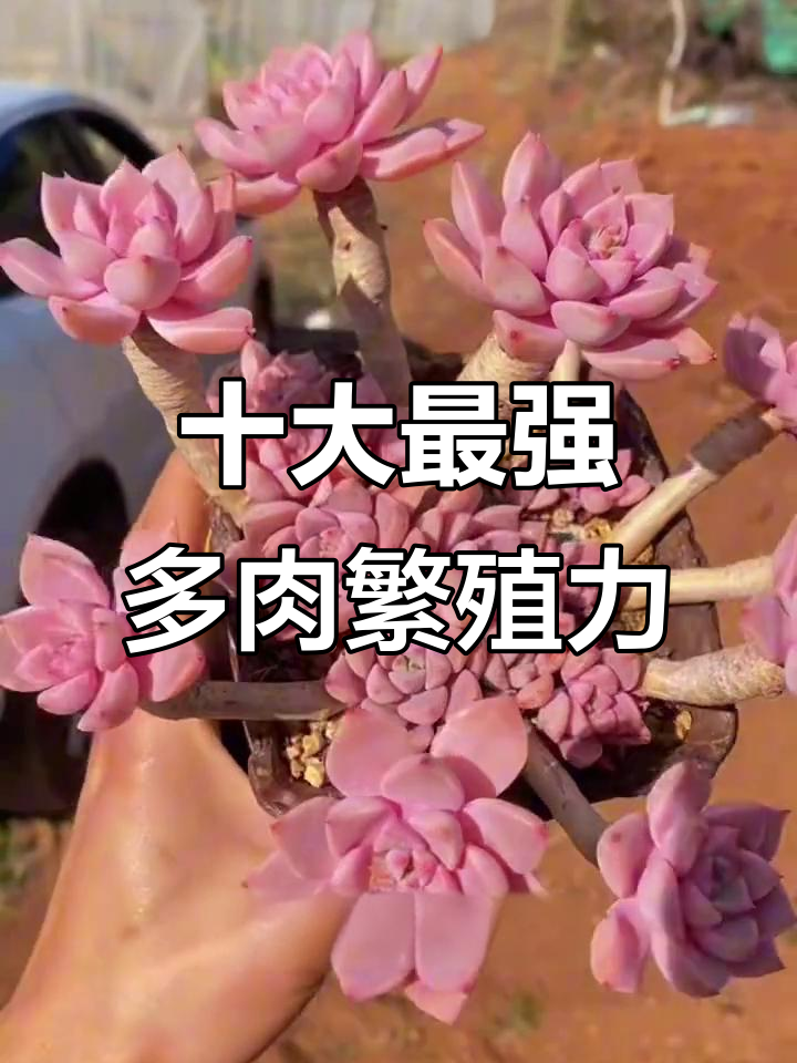 多肉植物繁殖能力超强TOP10，哪些品种最容易生娃？