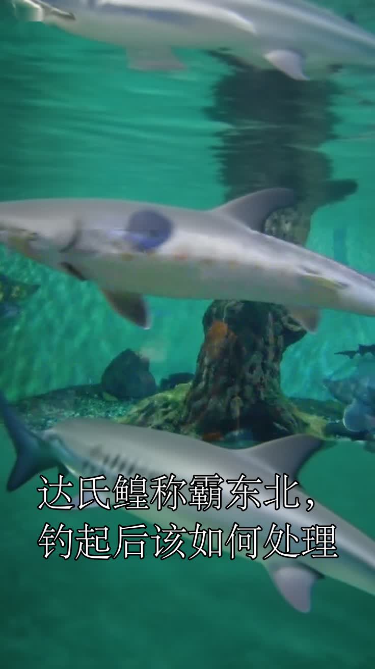 达氏鳇称霸东北,钓起后该如何处理