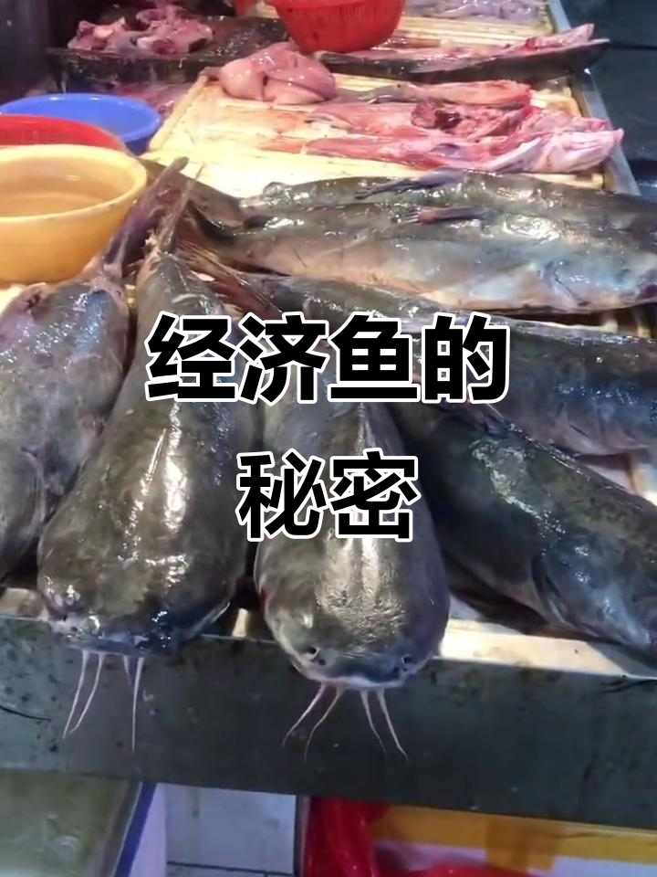 5月赤鱼,东海南海常见经济鱼类,食甲壳类