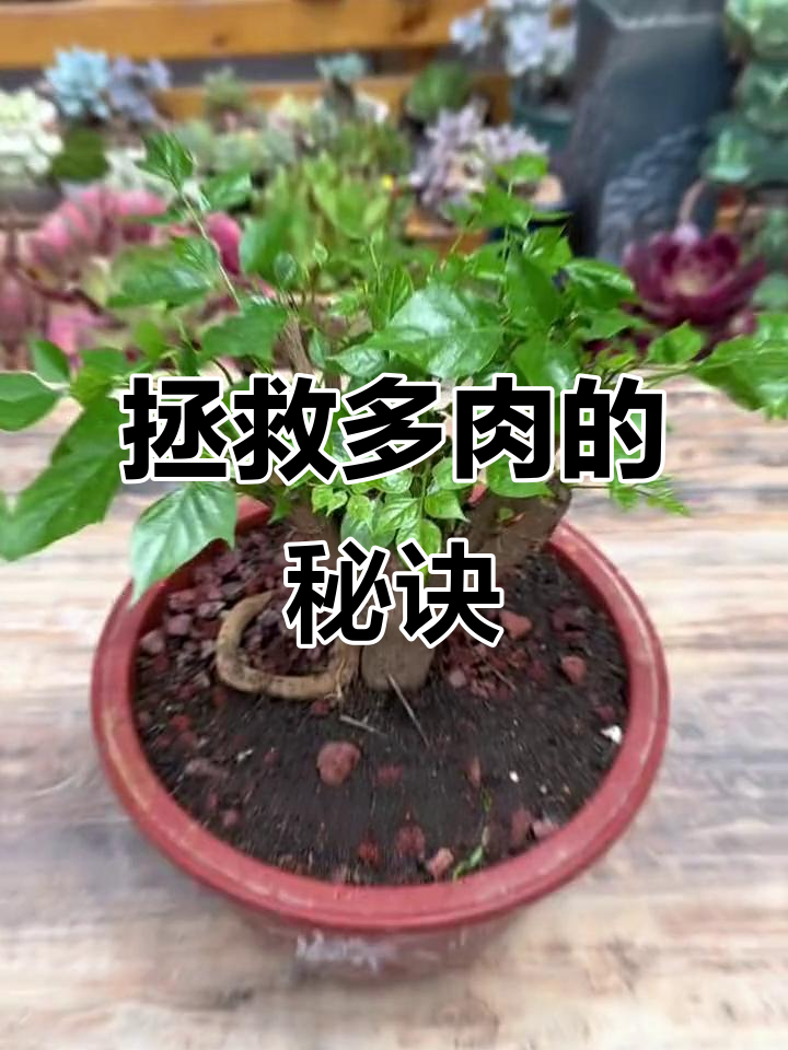 多肉植物枯萎?试试这招,让它们重拾生机!