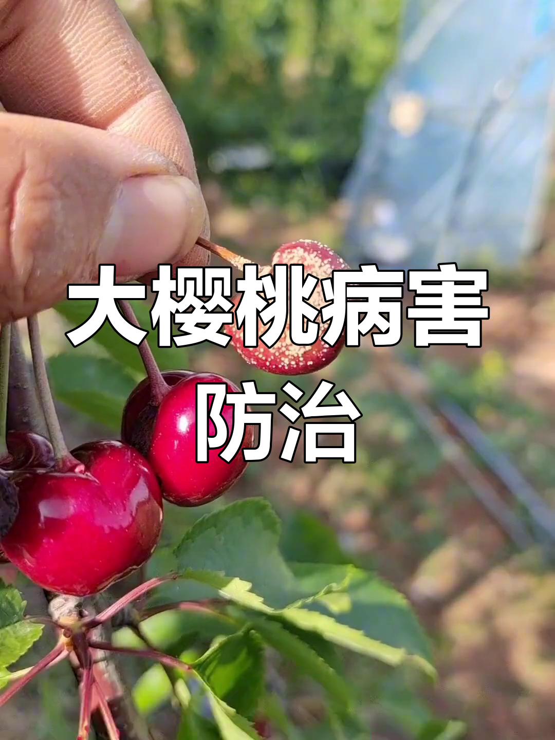 大樱桃灰霉病与褐腐病的区别及治疗方法