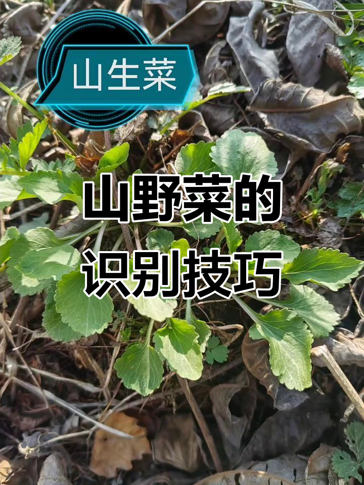 淑苹带你认识山野菜,教你如何辨别常见种类